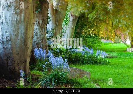 Bluebells und Buchen auf dem Kirchhof. Stockfoto