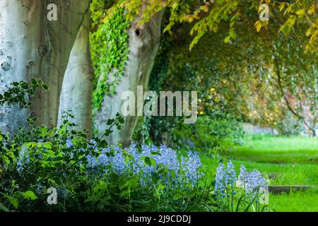 Bluebells und Buchen auf dem Kirchhof. Stockfoto