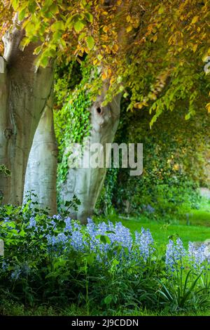 Bluebells und Buchen auf dem Kirchhof. Stockfoto