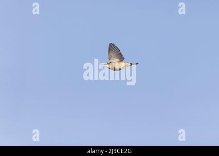 Sedge Warbler (Acrocephalus schoenobaenus) Erwachsener männlicher Gesang im Schauflug, Suffolk, England, Mai Stockfoto