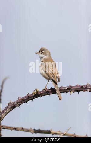 Gewöhnlicher Whitethroat (Sylvia communis), erwachsener Mann, der auf Bramble thront, Suffolk, England, Mai Stockfoto