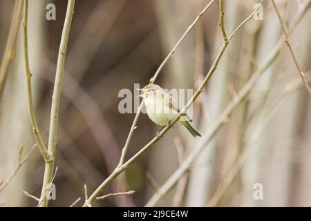 Chiffchaff (Phylloscopus collybita) erwachsenes Männchen, das auf einem Zweig thront und singt, Suffolk, England, April Stockfoto
