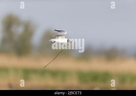 Schwarzkopfmöwe (Larus ridibundus), Sommergefieder, der mit Nestmaterial im Schnabel fliegt, Minsmere RSPB Reserve, Suffolk, England, April Stockfoto