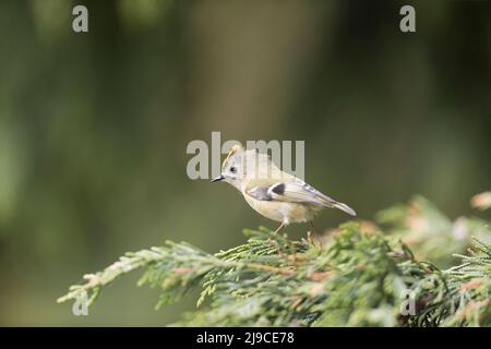 Goldwappen (Regulus regulus) erwachsenes Männchen, das in Leylandii, Suffolk, England, im April thront Stockfoto