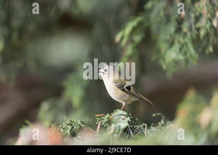 Goldwappen (Regulus regulus) erwachsenes Männchen, das in Leylandii, Suffolk, England, im April thront Stockfoto