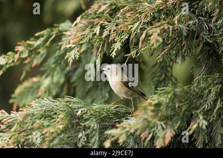 Goldwappen (Regulus regulus) erwachsenes Männchen, das in Leylandii, Suffolk, England, im April thront Stockfoto