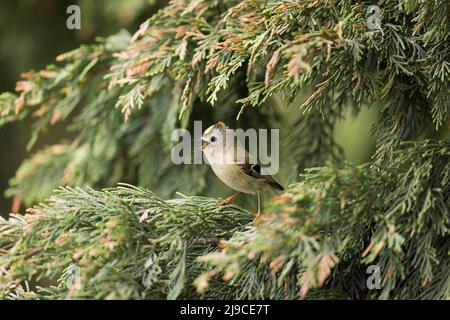 Goldwappen (Regulus regulus) erwachsenes Männchen, das in Leylandii thront und singt, Suffolk, England, April Stockfoto