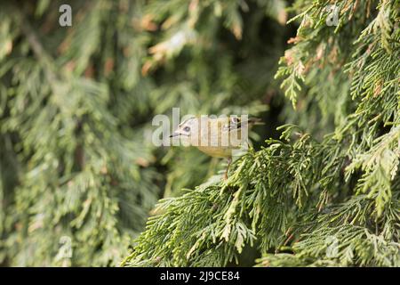 Goldwappen (Regulus regulus) erwachsenes Männchen, das in Leylandii, Suffolk, England, im April thront Stockfoto