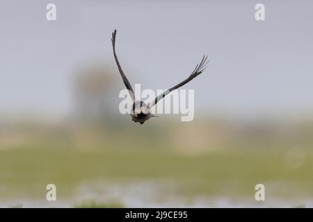 Corvus cornix mit Kapuze, Erwachsener, der über Sumpfland mit der europäischen grünen Kröte Bufotes viridis fliegt, im Schnabel erwachsen, Hortobagy, Ungarn, April Stockfoto