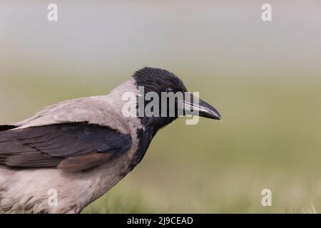 Krähe mit Kapuze (Corvus cornix), Porträt eines Erwachsenen, Ungarn, April Stockfoto