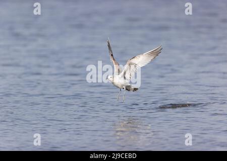 Gemeine Möwe (Larus canus) 1. Sommergefieder fliegen, vom Wasser abheben, Suffolk, England, Mai Stockfoto