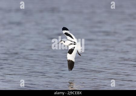 Eurasische Avocet (Recurvirostra avosetta) für Erwachsene, Minsmere RSPB Reserve, Suffolk, England, Mai Stockfoto