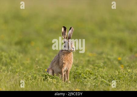 Europäischer Hase (Lepus europeaus), Erwachsene, die auf einer Wiese sitzen, Ungarn, April Stockfoto