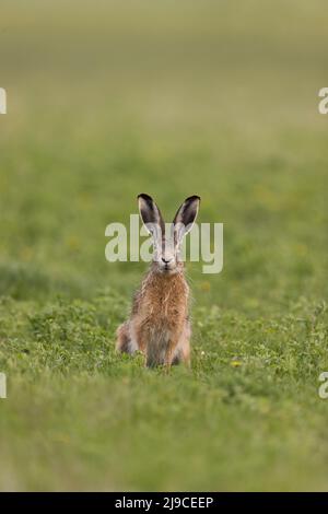 Europäischer Hase (Lepus europeaus), Erwachsene, die auf einer Wiese sitzen, Ungarn, April Stockfoto