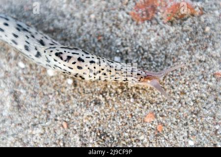 LiMax maximus, wörtlich „größte Schnecke“, bekannt unter den gebräuchlichen Namen große graue Schnecke und Leopardenschnecke, auf dem Sand Stockfoto