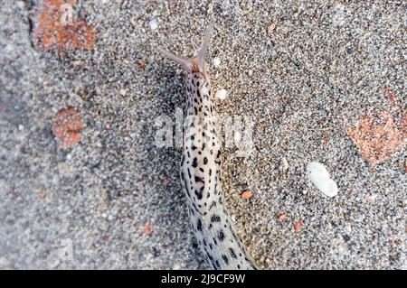 LiMax maximus, wörtlich „größte Schnecke“, bekannt unter den gebräuchlichen Namen große graue Schnecke und Leopardenschnecke, auf dem Sand Stockfoto