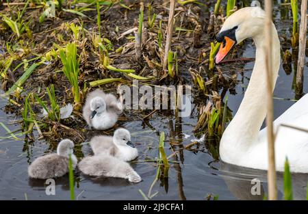 East Lothian, Schottland, Vereinigtes Königreich, 22.. Mai 2022. Tagesturalte Cygnets gehen ins Wasser: Ein Paar stumme Schwäne nehmen ihre neu geschlüpften Cygnets zum Schwimmen im Stausee. Leider liegt ein Cygnet tot im Wasser neben dem Nest Stockfoto