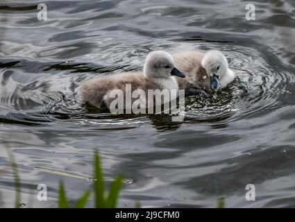 East Lothian, Schottland, Vereinigtes Königreich, 22.. Mai 2022. Tagesturalte Cygnets gehen ins Wasser: Ein Paar stumme Schwäne nehmen ihre neu geschlüpften Cygnets zum Schwimmen im Stausee. Leider liegt ein Cygnet tot im Wasser neben dem Nest und es befinden sich noch zwei ungeschlüpfte Eier im Nest Stockfoto