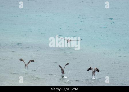 Vier braune Pelikane fliegen an einem bewölkten Tag Stockfoto