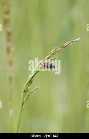 Zwei Käfer mit weichem Körper, die sich auf einem Grashalm paaren Stockfoto