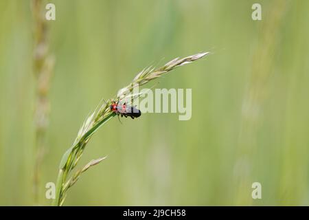 Zwei Käfer mit weichem Körper, die sich auf einem Grashalm paaren Stockfoto