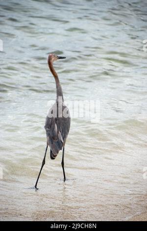 Ein toller Reiher, der am Strand wat Stockfoto