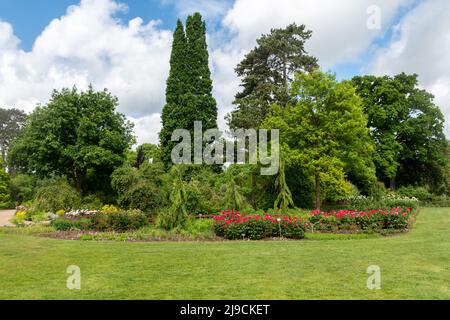 RHS Wisley Garden, Mai Blick mit rosa Pfingstrosen in Blumen und Bäumen, Surrey, England, Großbritannien Stockfoto