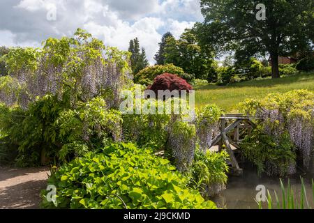 RHS Wisley Garden, Blick auf den Rock Garden im Mai oder späten Frühling, Surrey, England, Großbritannien, mit Glyzinien in Blüte Stockfoto