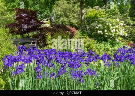 RHS Wisley Garden, Blick auf den Rock Garden im Mai oder späten Frühling, Surrey, England, Großbritannien, mit lila Iris 'Caesar's Brother' Blumen und Sträuchern Stockfoto