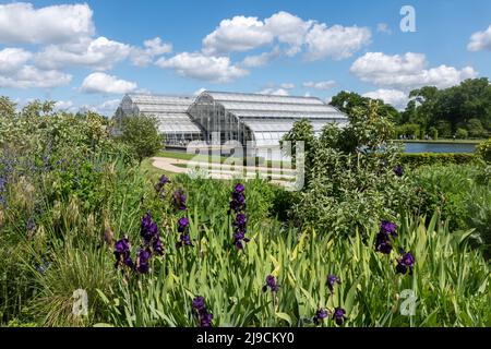 Blick auf das Gewächshaus im RHS Wisley Garden im Mai, Surrey, England, Großbritannien, mit lila Iris in der Blüte Stockfoto