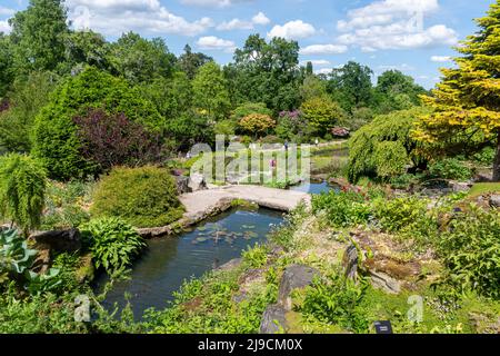 RHS Wisley Garden, Blick auf den Rock Garden im Mai oder späten Frühling, Surrey, England, Großbritannien Stockfoto