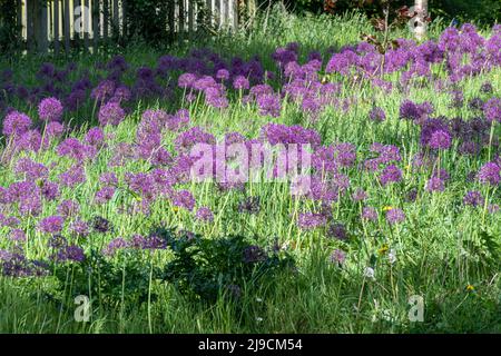 Die Allium Meadow im RHS Wisley Garden im Mai mit lila Allien in Blüte, Surrey, England, Großbritannien Stockfoto