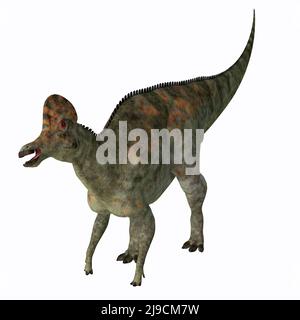 Corythosaurus war ein Hadrosaurus-Dinosaurier mit Entenschnabel, der in der Kreidezeit in Nordamerika lebte. Stockfoto