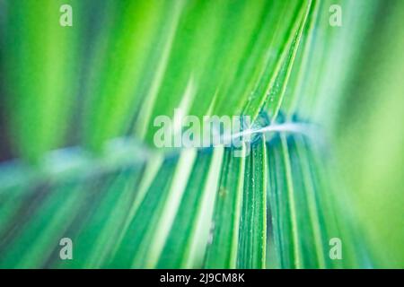 Abstrakter Natur Hintergrund - flacher Fokus auf einem Palmwedel. Stockfoto