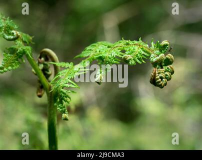 Ein Bracken Farn, wie er sich im Frühjahr entfaltet Stockfoto