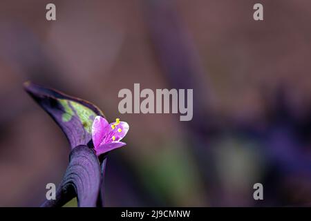Blühen Sie auf einer wandernden Jüdischen Pflanze (Tradescantia Pallida) mit Bokeh-Hintergrund. Stockfoto