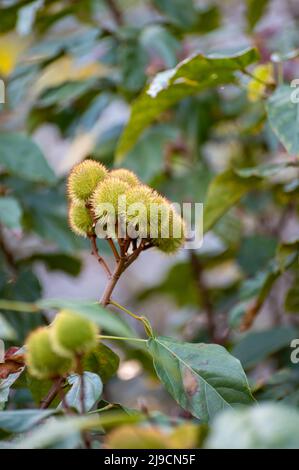 Bixa orellana oder Achiote-Pflanze, Quelle von Annato, natürliche orange-rote Würze für Lebensmittelfarben, Körperfarbe, Gewürz Stockfoto