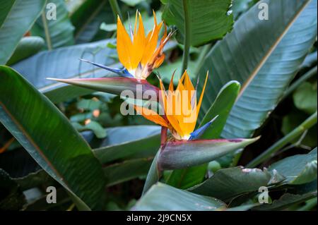 Blüte der Strelitzia reginae, farbenprächtiger Paradiesvogelblüten im botanischen Garten aus nächster Nähe Stockfoto