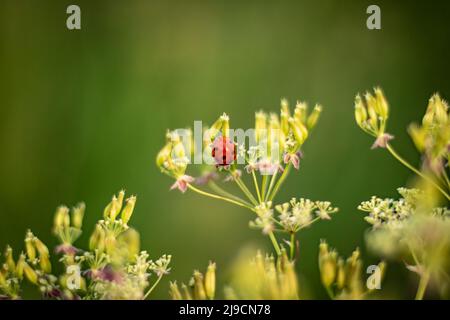 Marienkäfer auf einem grünen Blumenblatt, Nahaufnahme Stockfoto