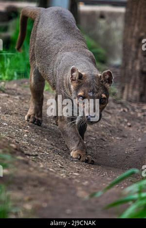 Endemische Madagaskar Fossa läuft auf dem Weg, Cryptoprocta ferox Stockfoto