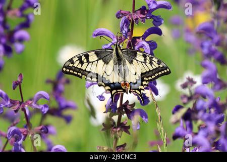 Ein Schwalbenschwanzschmetterling, der in der Natur auf violetten Blüten ruht Stockfoto