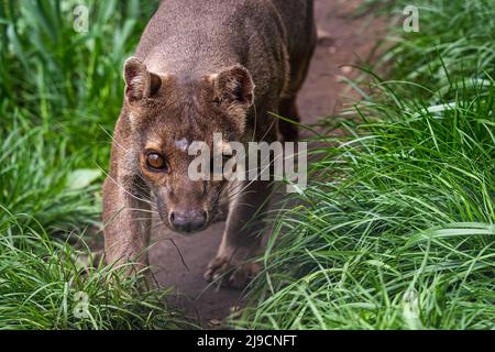 Endemische Madagaskar Fossa läuft auf dem Weg, Cryptoprocta ferox Stockfoto