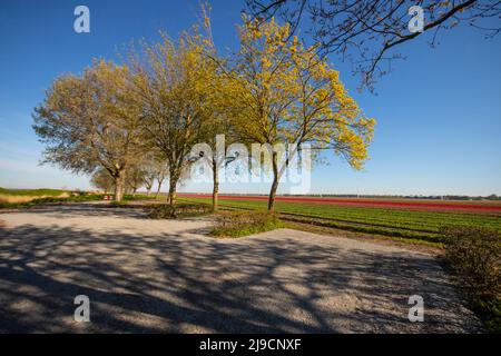 Gelbe Bäume vor dem roten Tulpenfeld Stockfoto