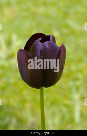 Single Black Tulip in einem Wohngarten im Frühjahr in Yorkshire Stockfoto