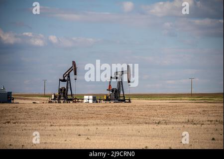 Pumpjacks, die an einem Frühlingstag in den Ölfeldern von Alberta arbeiten. Stockfoto