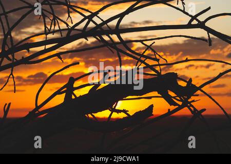 Silhouetten von Bäumen bei Sonnenuntergang. Reise durch die afrikanischen Savannen. Sonnenuntergang in den Wolken. Verwelkter Baum vor dem Hintergrund der Sonne. Trockener Zweig Stockfoto