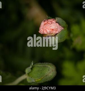 Knospen von Opium-Mohnblumen Stockfoto