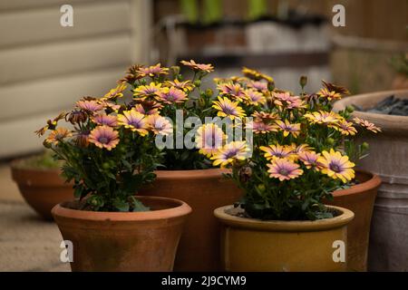 Mehrfarbige Osteospermum-Pflanzen im Topf Stockfoto