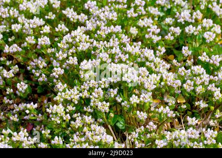 Skorbut-Gras, wahrscheinlich dänisches Skorbut-Gras (cochlearia danica), Nahaufnahme einer Blumenmasse, die auf einem Stück rauem Boden wächst. Stockfoto