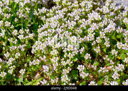 Skorbut-Gras, wahrscheinlich dänisches Skorbut-Gras (cochlearia danica), Nahaufnahme einer Blumenmasse, die auf einem Stück rauem Boden wächst. Stockfoto